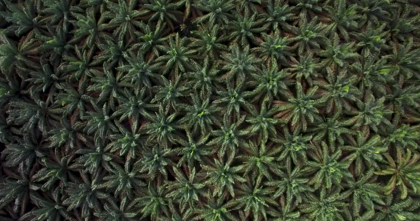 Aerial drone shot descending to palm oil plantation with many trees in Indonesia