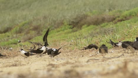 adult and juvenile sooty terns on a grassy area on a beach on lord howe island nsw australia