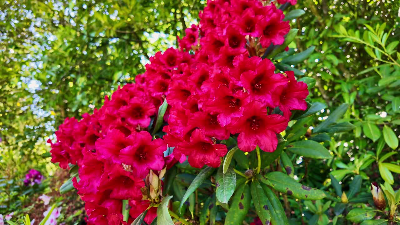 Close-up view of vivid red Azaleas flowers blooming on bush in daylight.