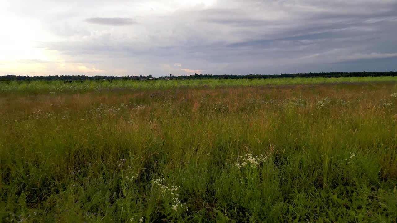 vuelo de primer plano sobre el campo verde de verano en munich, alemania
