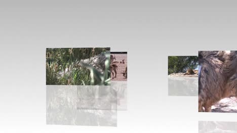 collage de imágenes de la vida silvestre
