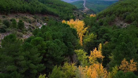 Bosque-En-Temporada-De-Otoño