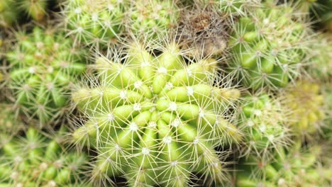 cactus en 4k tomado.