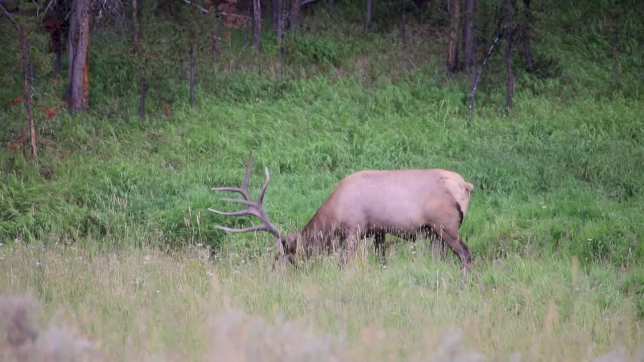un alce de roosevelt pastando en la hierba verde en el campo en wyoming - plano general