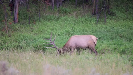 A-Roosevelt-Elk-Grazing-On-The-Green-Grass-At-The-Field-In-Wyoming---wide-shot