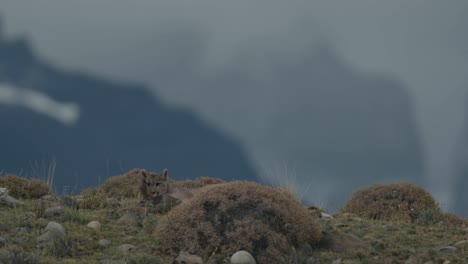 puma limpiando la pata en la montaña