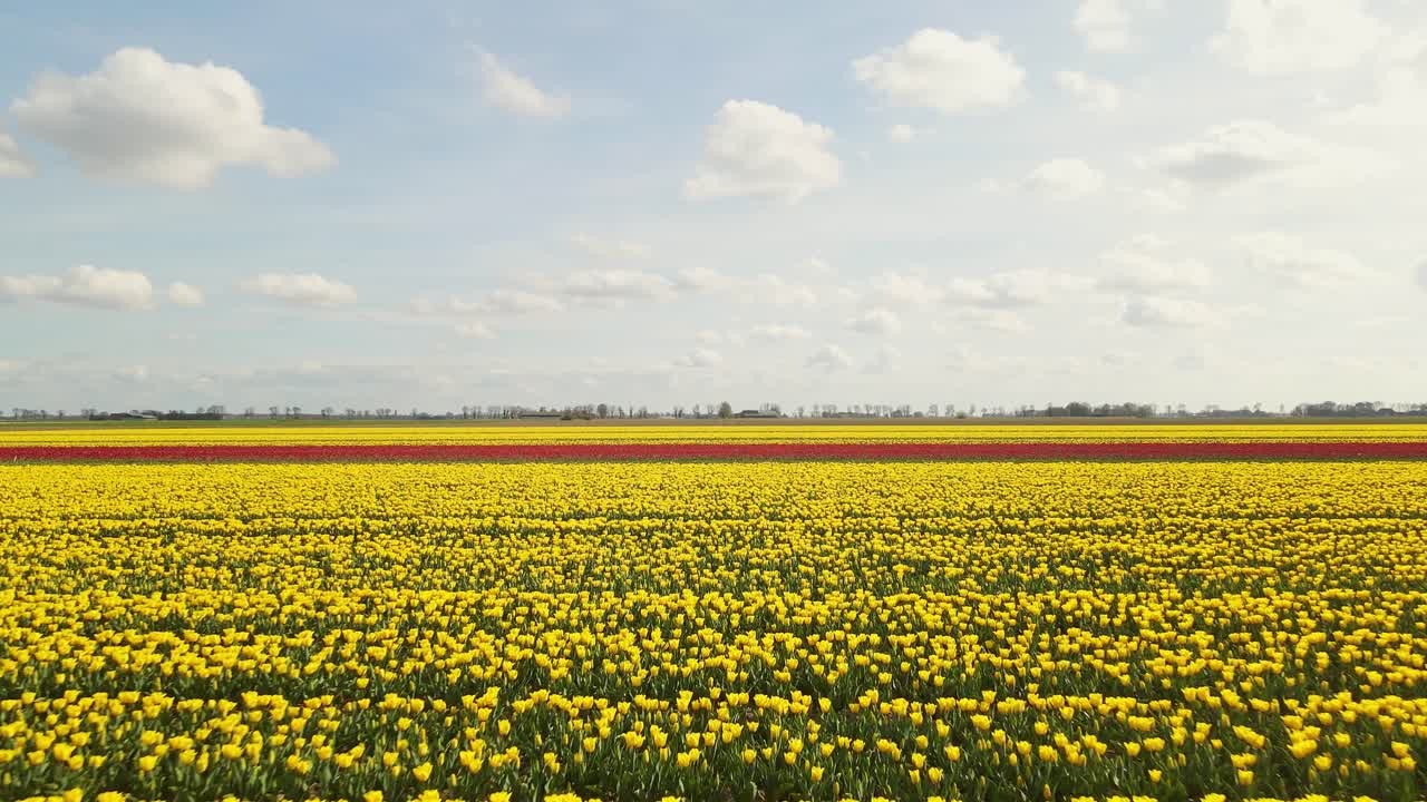 volando hacia adelante sobre un campo de tulipanes amarillos y rojos