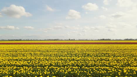 Volando-Hacia-Adelante-Sobre-Un-Campo-De-Tulipanes-Amarillos-Y-Rojos