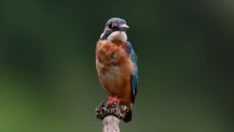 Dieser-Gemeine-Eisvogel-War-So-Freundlich,-Dass-Er-Es-Mir-Ermöglichte,-Ganz-Nah-Heranzukommen,-Als-Ich-Dieses-Filmmaterial-Aufnahm