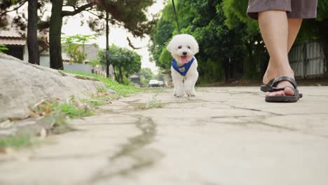 Small-white-poodle-walking-with-owner-on-a-quiet-street-on-a-sunny-day,-low-angle-shot