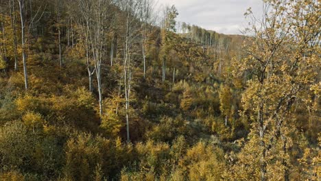 Der-Herbstwald-Leuchtet-Aus-Der-Vogelperspektive-Im-Sonnenlicht