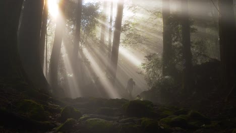 static, sulight filters through trees and fog, hikers walks by, japan