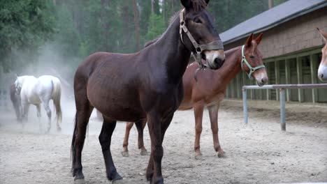 slow motion of active horses and mules in stables