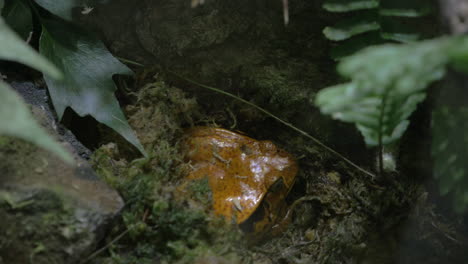 tomato frog endemic to madagascar