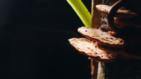 fungal spores emerge like mist from bracket fungus, vanishing into the dark rainforest shroud.