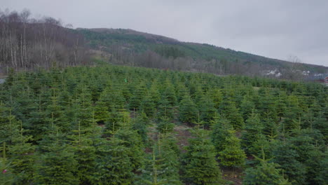 drone flying over christmas tree farm on a cloudy day - aerial shot