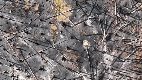 top down aerial view of burnt forest, charred trees and grey ground, wildfire consequences, high angle drone shot