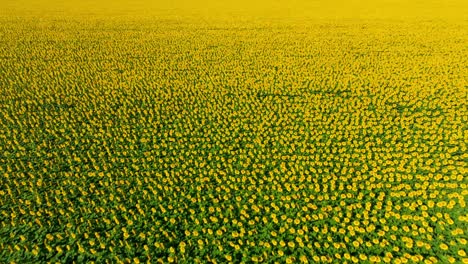 flying above sweeping landscape of sunflower field