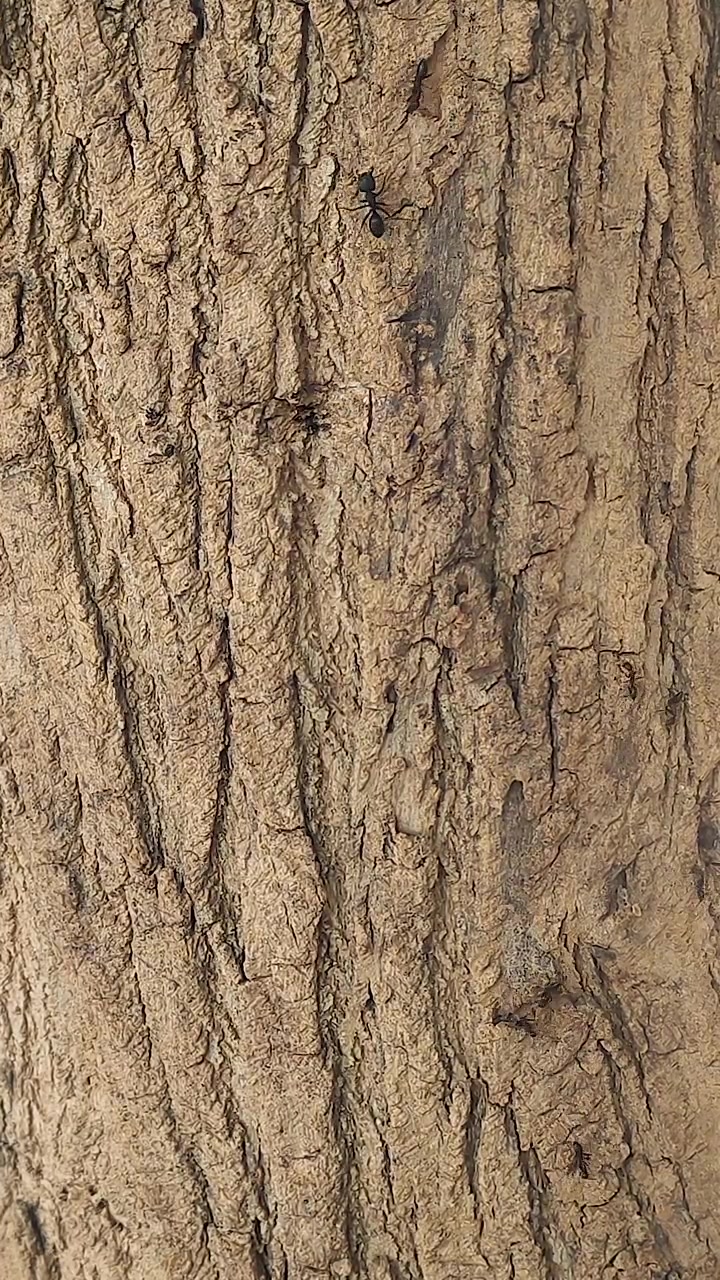 Macro-close-up van een reuzenmier die kruipt op ruwe boomschorsstructuur. Perfect voor natuurdocumentaires, educatie over wilde dieren, ongediertebestrijding en beelden voor milieukunde