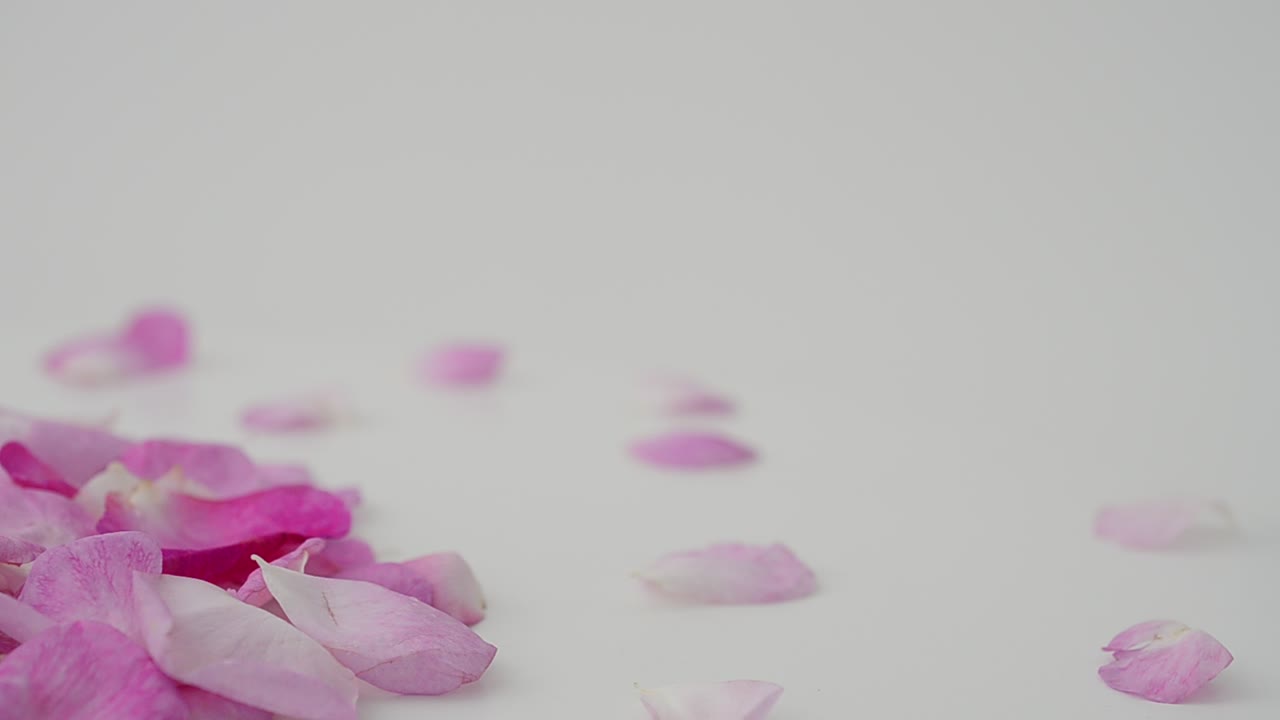 Rosa-chá em fundo branco. Fotografia em movimento.