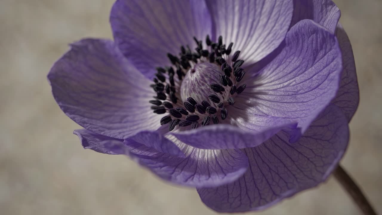 Close-up video of a purple flower with a focus on petals and center