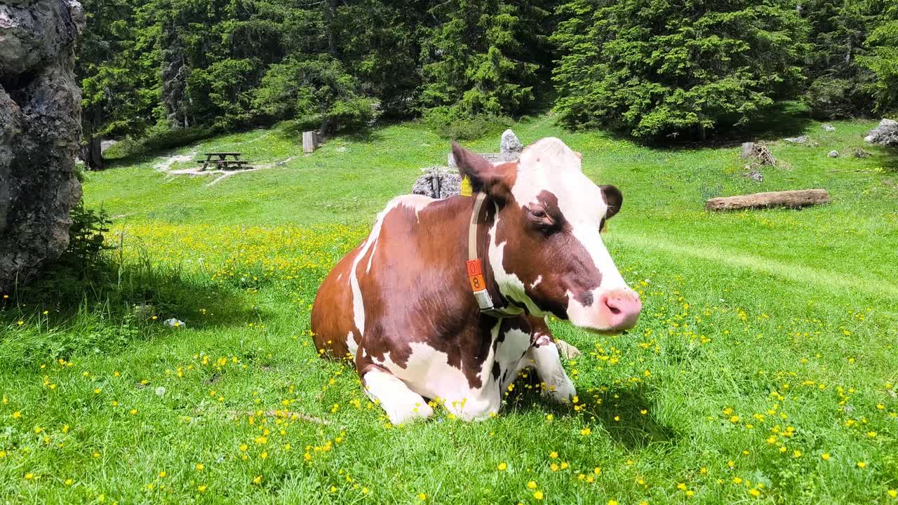 Frontal view of cow scratching head on grass and grazing on a sunny day in an open grassy field, surrounded by trees