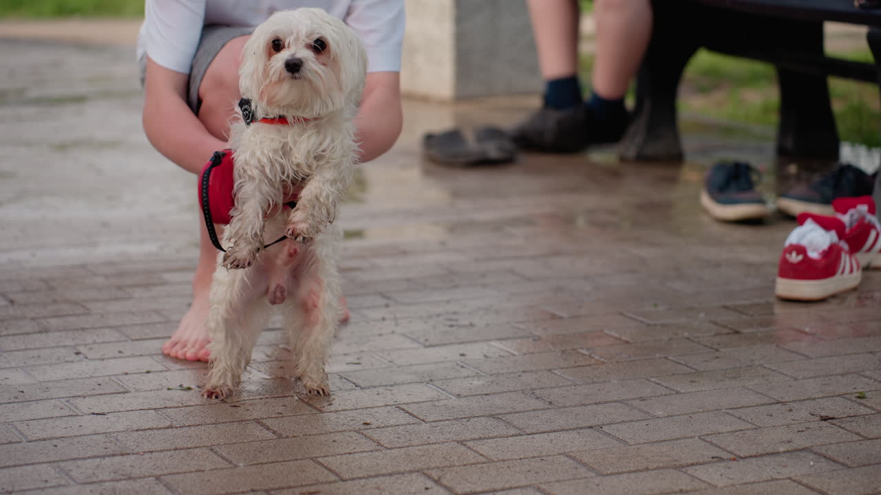 beagle dog walking with owner on leash around wet park pavement, barefoot steps visible, summer casual stroll, playful pet interaction, gentle movement conveying companionship and outdoor leisure