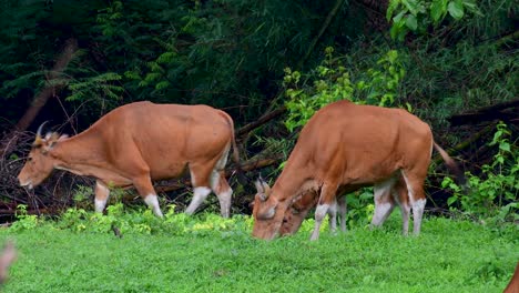 Banteng-Oder-Tembadau-Ist-Ein-Wildrind,-Das-In-Südostasien-Vorkommt-Und-In-Einigen-Ländern-Ausgestorben-Ist