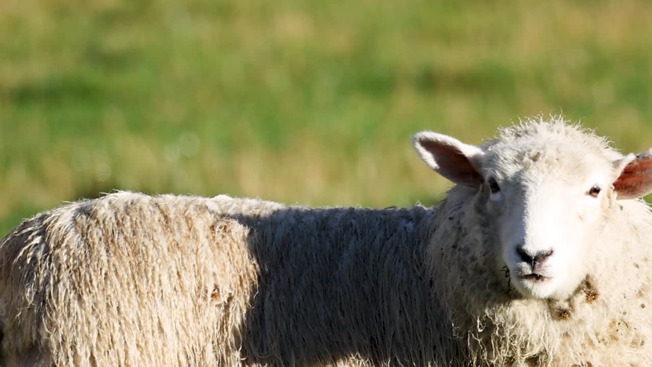 Una pecora bianca guarda direttamente la telecamera mentre è in piedi in un campo illuminato dal sole.