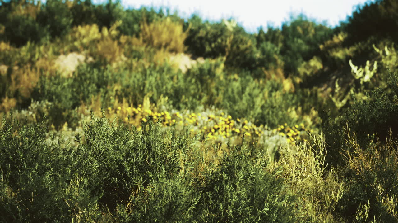 Vibrant wildflowers bloom amidst lush greenery in a sunlit landscape