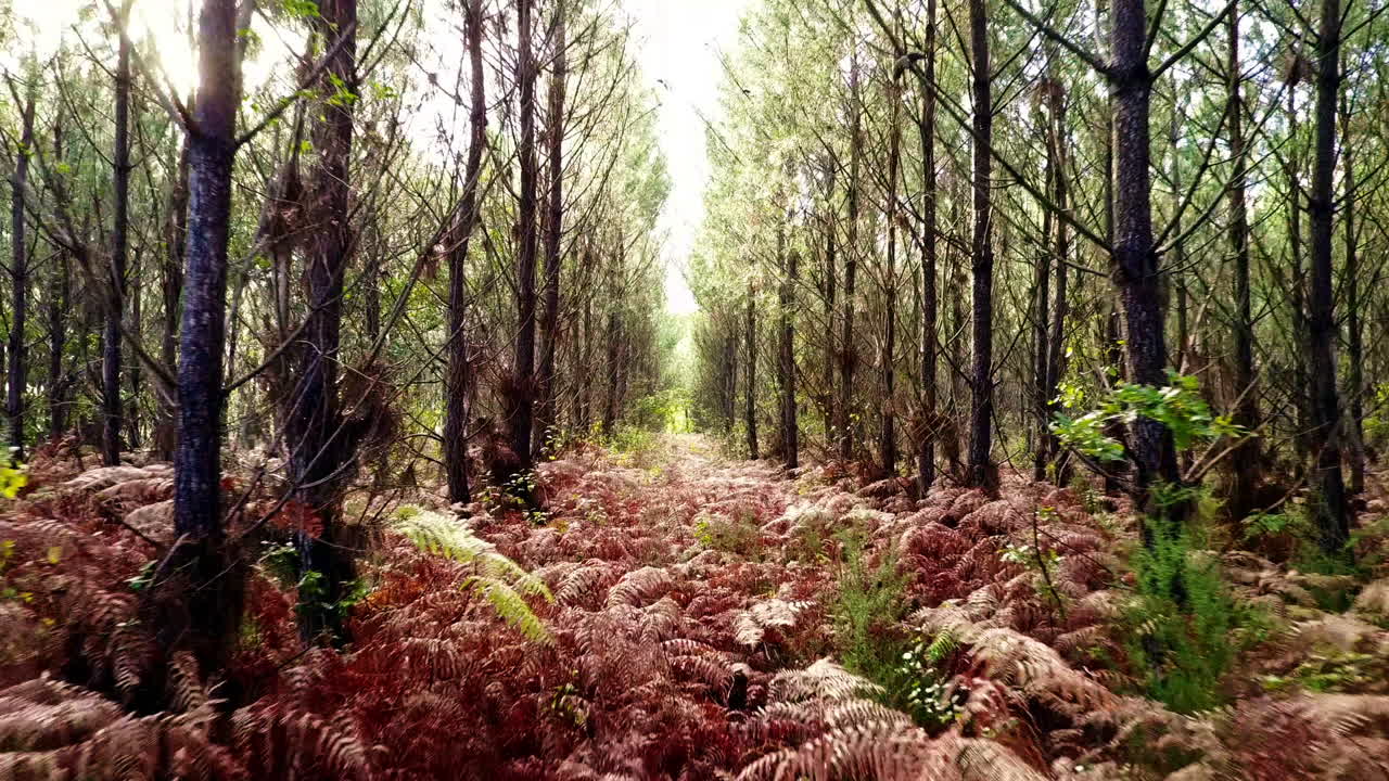 dolly tiro aéreo a través de un bosque de pinos en otoño, francia