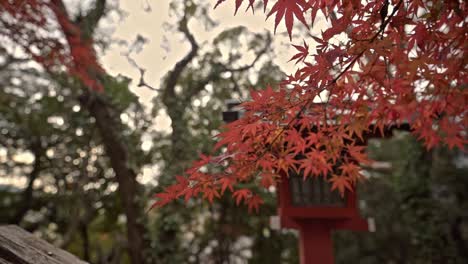 Hojas-De-Arce-Rojo-En-Las-Ramas-Del-árbol-Durante-La-Temporada-De-Otoño