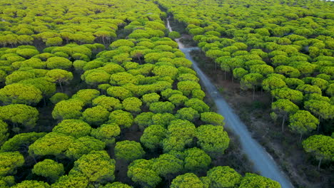 Countryside-Earth-Road-Through-Evergreen-Cartaya-Pine-Forest-of-Spain-Natural-Reserve-Park-at-sunset