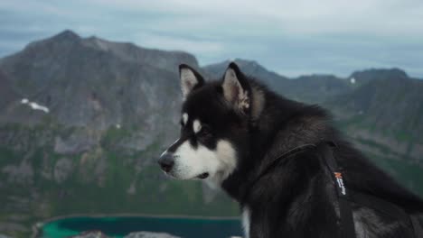 side view of alaskan malamute looking afar from salberget hill