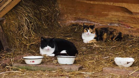 Los-Gatos-Domésticos-Descansan-Después-Del-Almuerzo