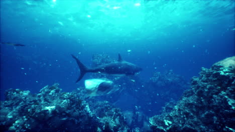 shark in the coral reef