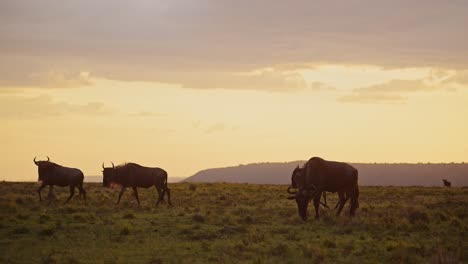 manada de ñus caminando en las llanuras de la sabana bajo una gran dramática hermosa puesta de sol naranja nubes tormentosas y cielo en maasai mara savannah, kenia, áfrica, masai mara salvaje safari animales
