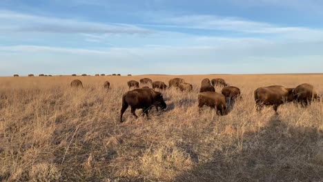 bison grazing in plains of oklahoma reservation