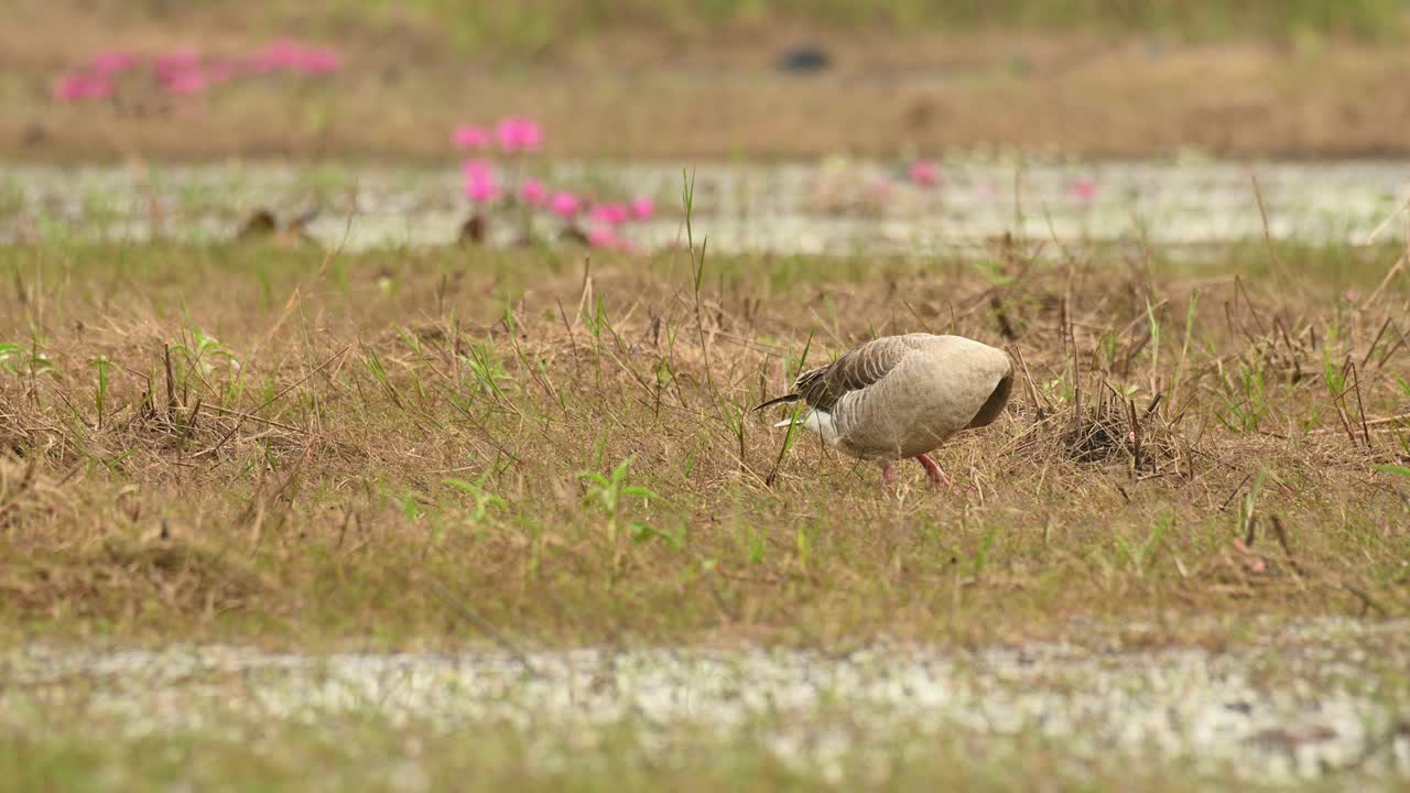 그레이래그 거위, anser anser, bueng boraphet, 나콘 사완, 태국