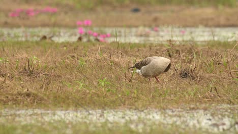 Greylag-Goose,-Anser-anser,-Bueng-Boraphet,-Nakhon-Sawan,-Thailand