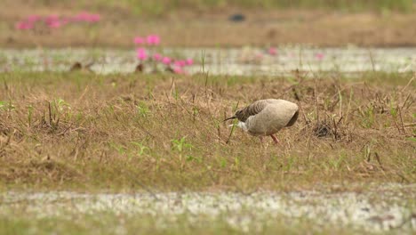 Greylag Goose, Anser anser, Bueng Boraphet, Nakhon Sawan, Thailand