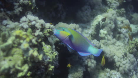 Papageienfisch-Im-Roten-Meer-Ägyptens