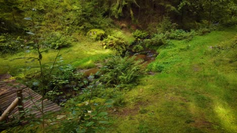 Bach-In-Einem-Ruhigen-Herrlichen-Wald-Mit-Schmalem-Holzsteg