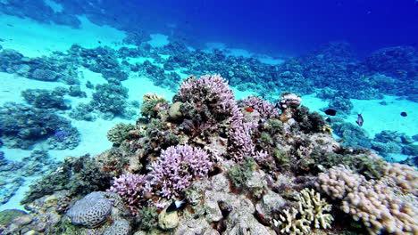 tropical fish swimming around a mound of colorful coral