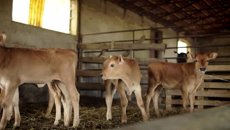 Cow-calves-in-the-cowshed-in-dairy-farm