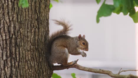 small squirrel sitting on a branch with bright green foliage around, holding a nut