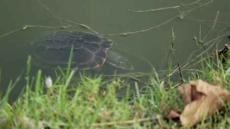 mekong snail-eating turtle sleeping under water surface in thailand