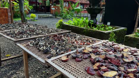 Drying-process-of-ear-fungus-in-Indonesia,-motion-view