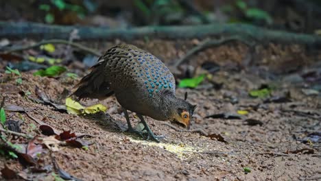 close up of malayan peacock-pheasant feeding in the forest