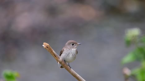 Eingefangen-Auf-Einem-Gebrochenen-Zweig,-Während-Er-Sich-Umschaut,-Während-Die-Kamera-Nach-Unten-Kippt,-Asiatischer-Brauner-Fliegenschnäpper,-Muscicapa-Dauurica,-Khao-Yai-Nationalpark,-Thailand